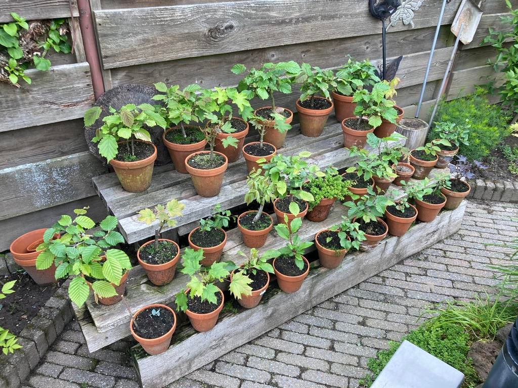 Bonsaiboompjes, beuk, hazelaar, esdoorn, walnoot, Tuin en Terras, Planten | Bomen, Bloeit niet, Halfschaduw, Overige soorten, Minder dan 100 cm
