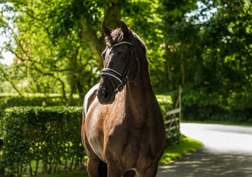Te koop  3 JARIGE MERRIE, Merrie, Met stamboom, Dressuurpaard, 3 tot 6 jaar