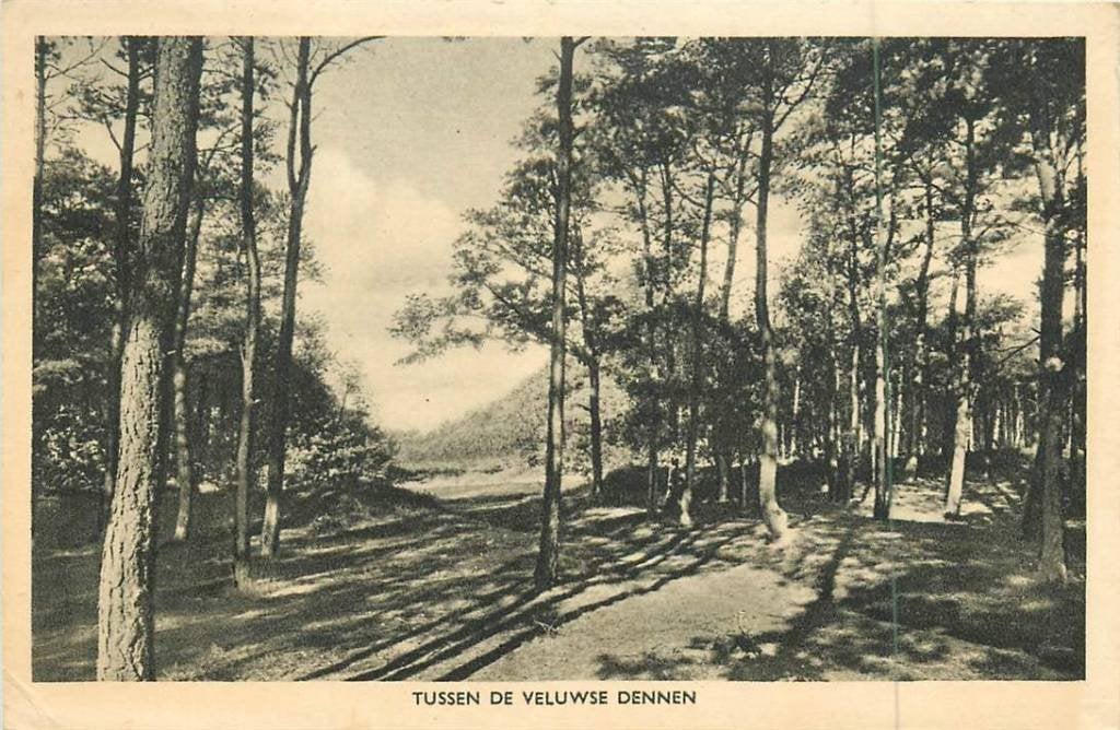 381-014-003 Veluwe Tussen de Veluwse dennen, Verzenden, Voor 1920, Gelderland