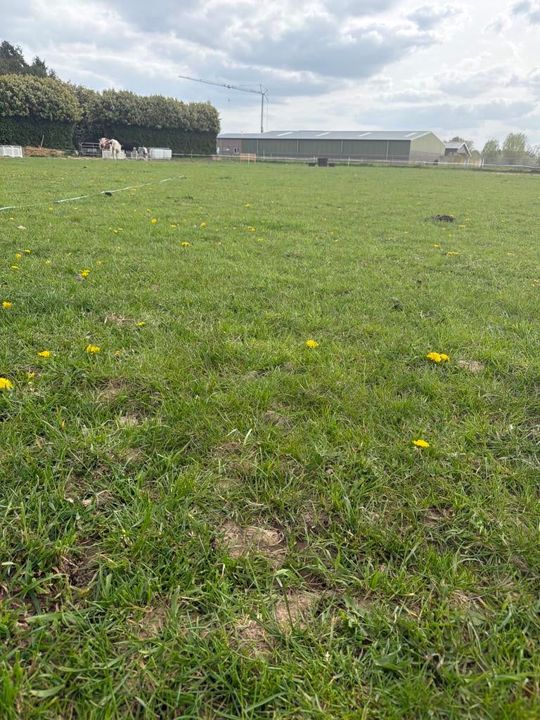 Gezocht: wei te huur (omg Cuijk), Weidegang, 4 paarden of pony's of meer