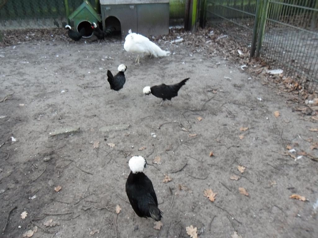 BROEDEITJES HOLLANDSE WITKUIF., Dieren en Toebehoren, Pluimvee, Meerdere dieren, Kip