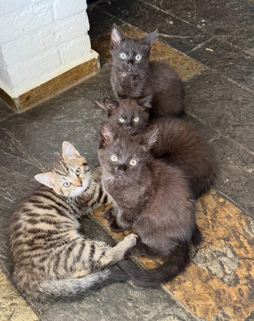 Lieve agdoll x europese korthaar ras kittens, Poes