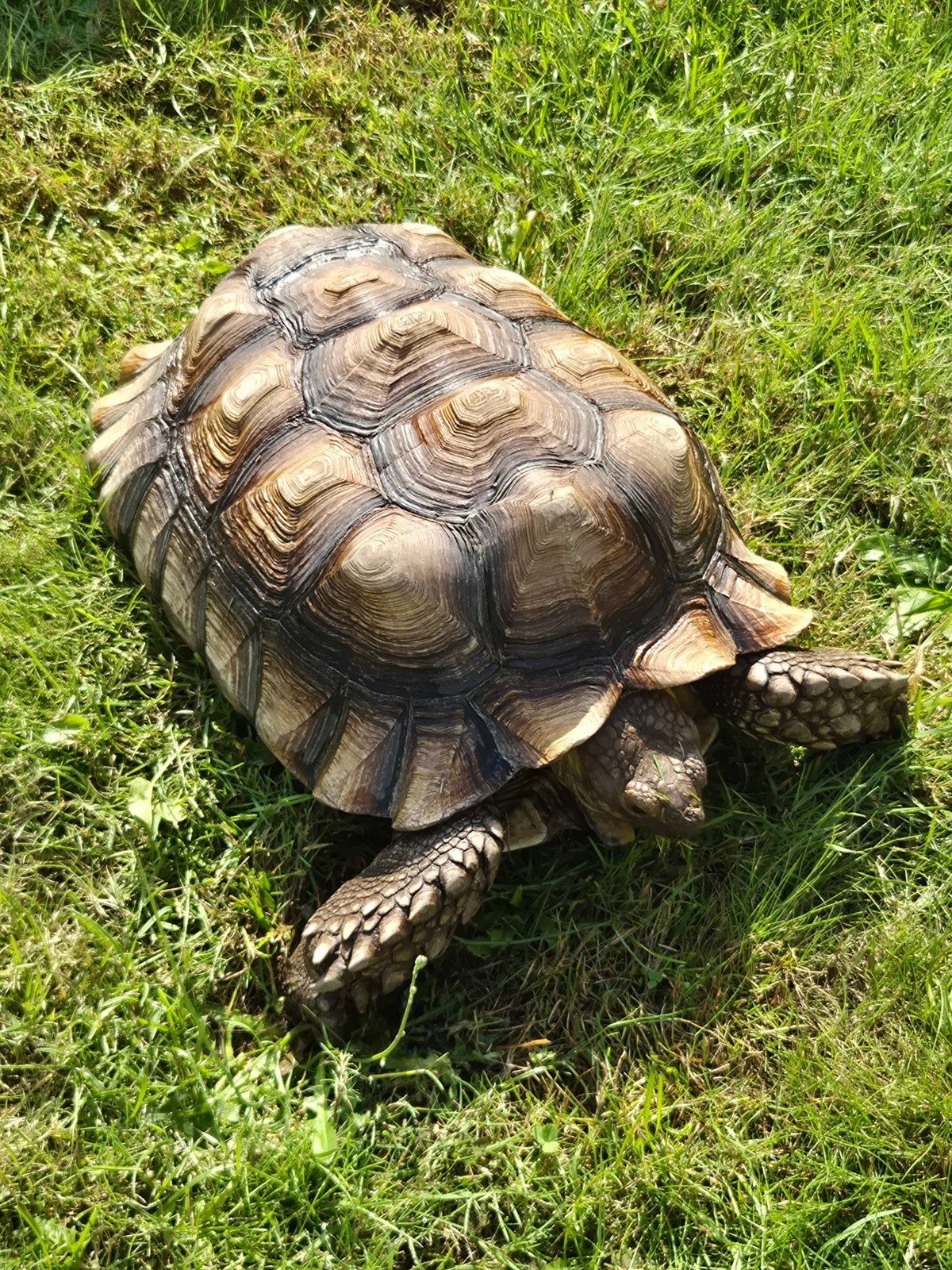 Sulcata schildpadden Tortoise - female for sale from kc