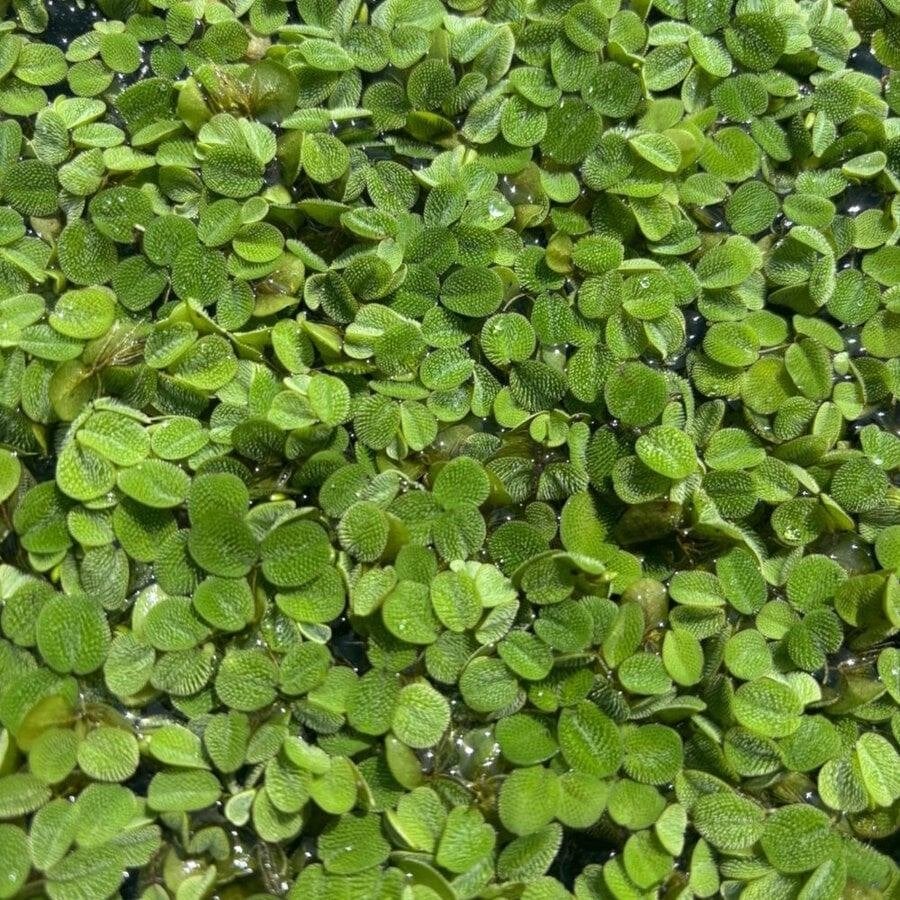 Vlotvarentje - leuk drijfplantje voor je aquarium, Vis, Zoetwatervis