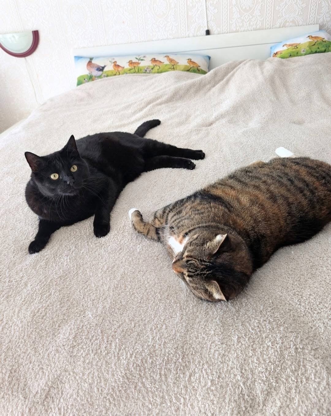 2 lieve katten, Dieren en Toebehoren, Katten en Kittens | Overige Katten, Meerdere dieren, Kortharig, 6 jaar of ouder