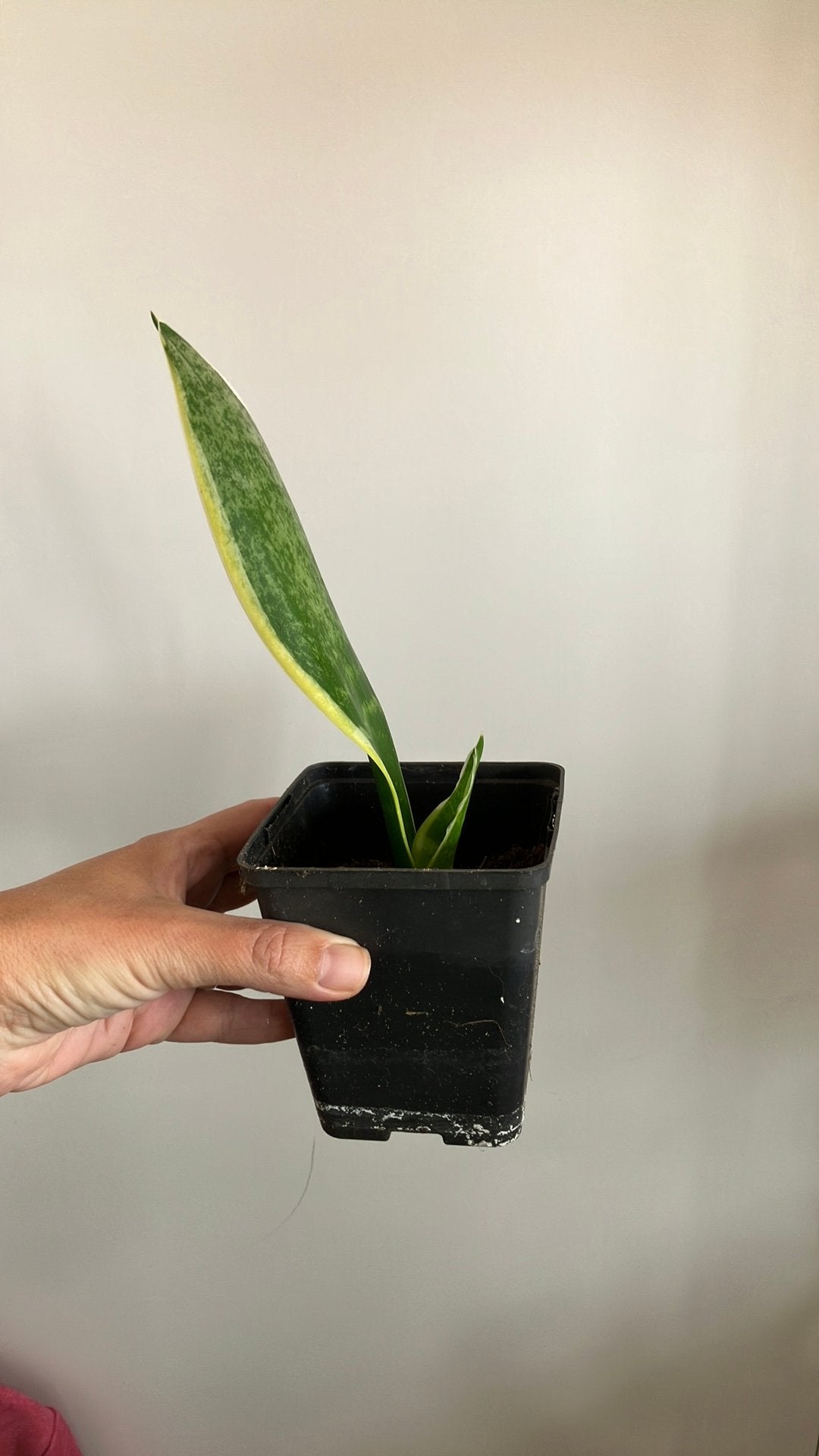 Stekjes sansevaria, Ophalen, Halfschaduw, Minder dan 100 cm