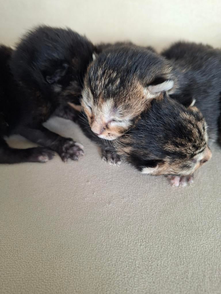 Kittens, Kater