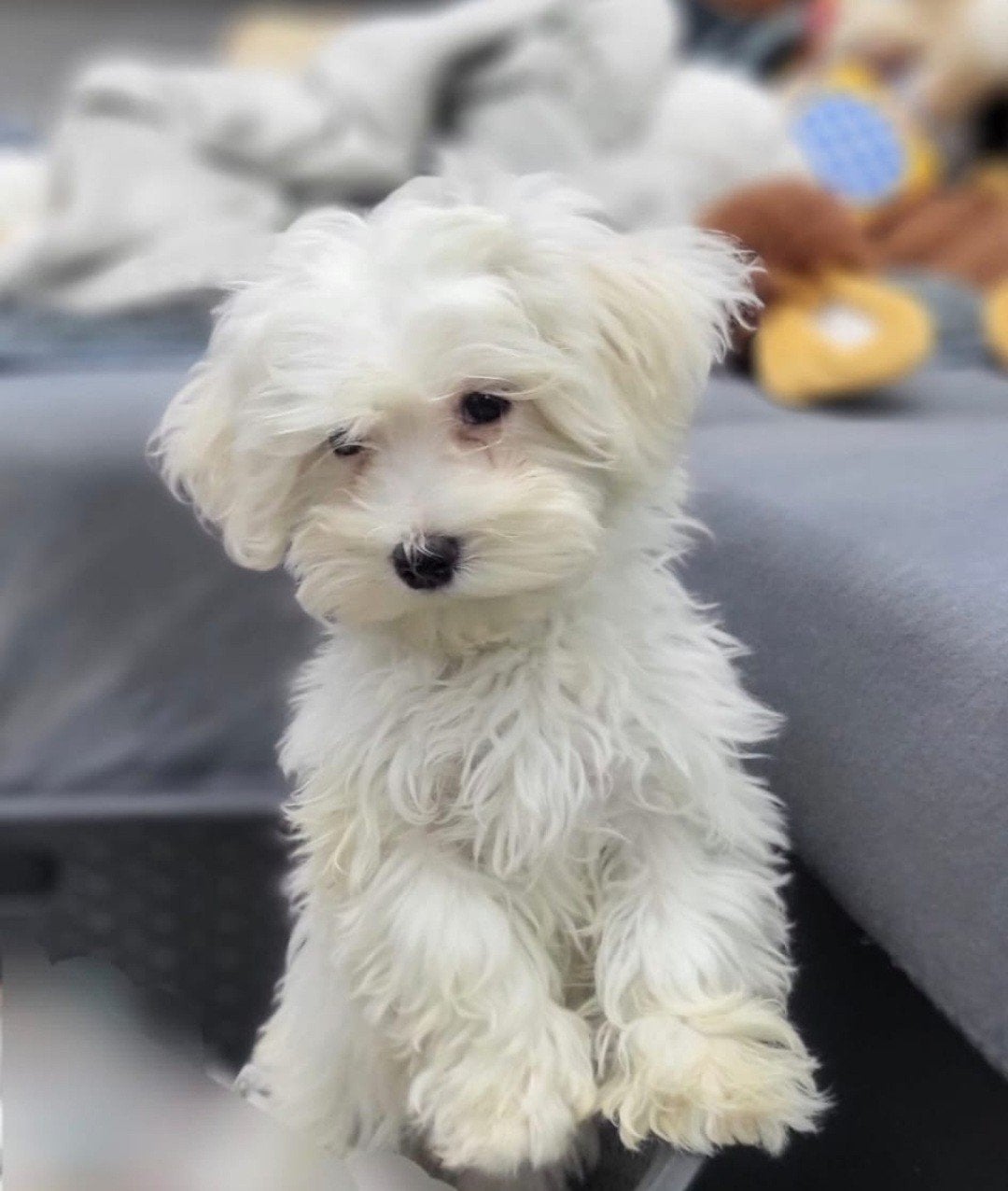 Lieve mini Maltezer teefje zoekt een liefdevol nieuw thuis, 15 weken tot 1 jaar, Overige rassen, Teef, Parvo