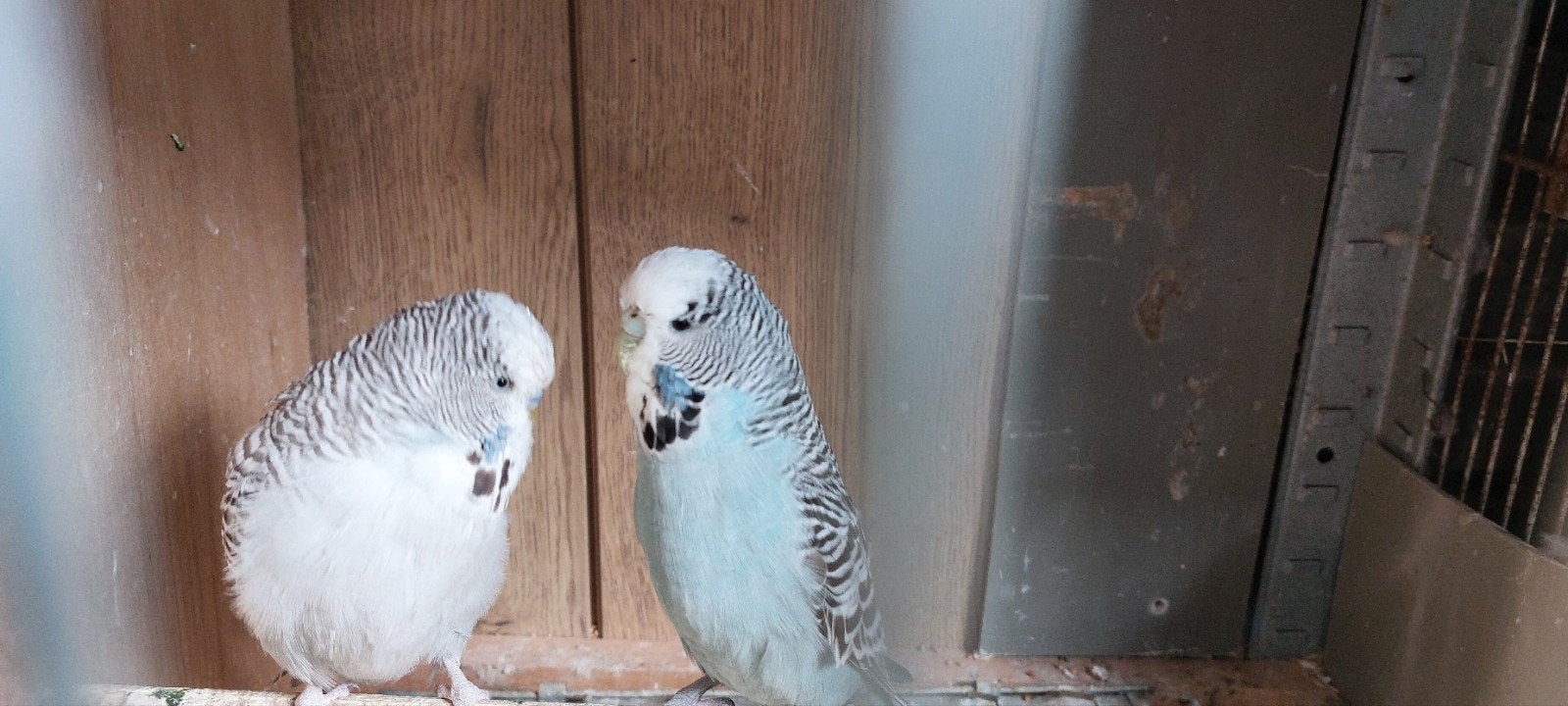 ENGELSE PARKIETEN KOPPEL TE KOOP, Meerdere dieren