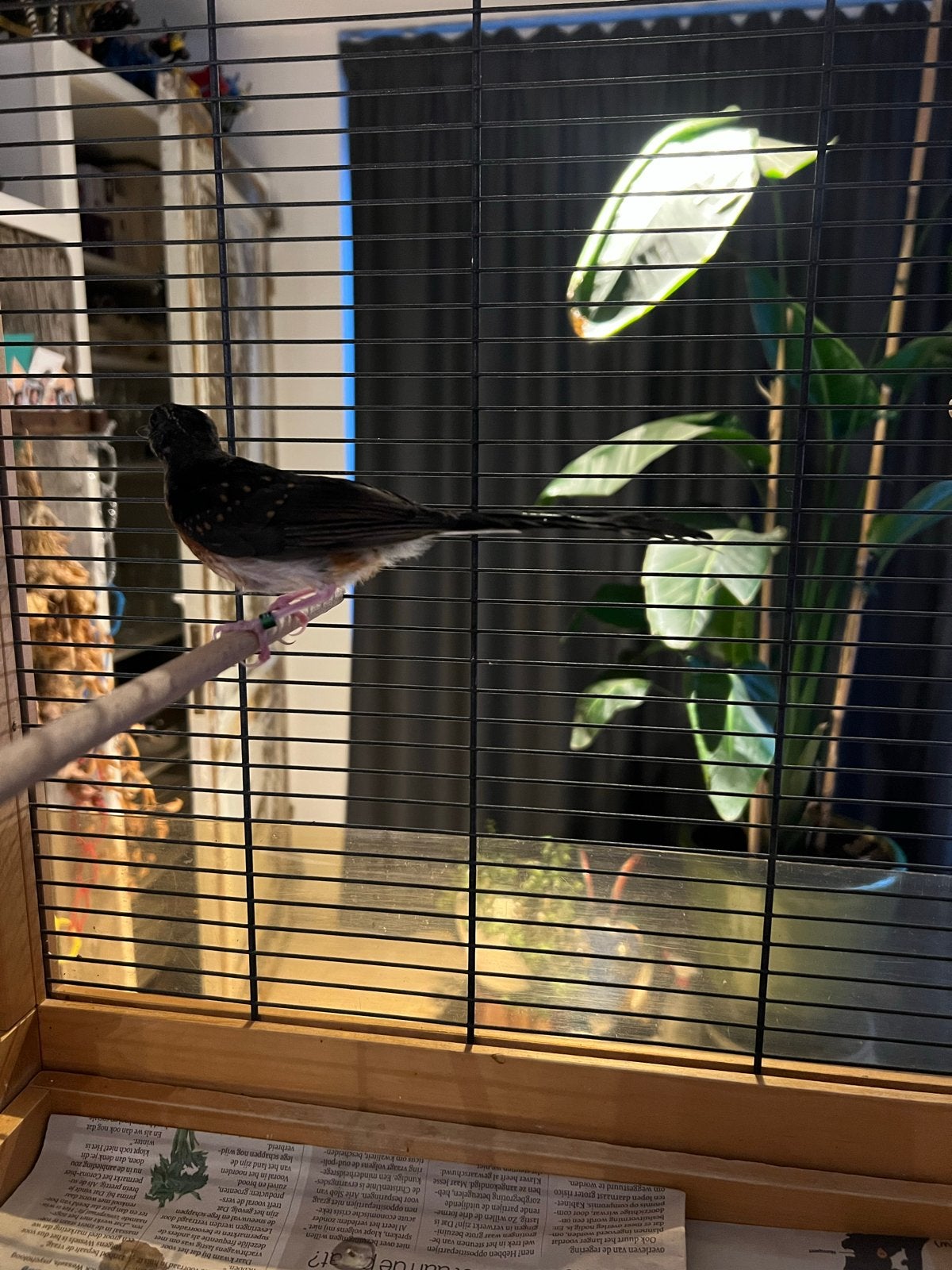 Schamalijster man, Dieren en Toebehoren, Mannelijk, Tropenvogel, Geringd