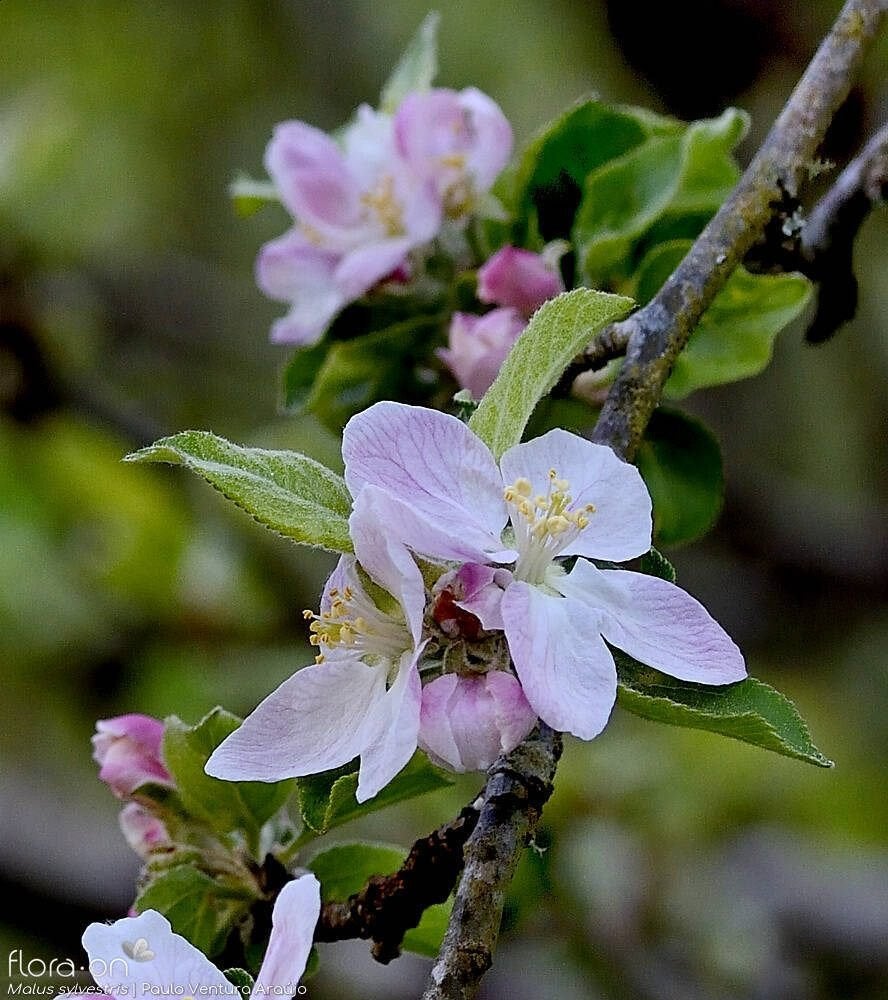 Vogelbosjemix 125-175 cm – Ultieme Biodiverse  Restpartij, Ophalen of Verzenden, Overige soorten, Haag, 100 tot 250 cm