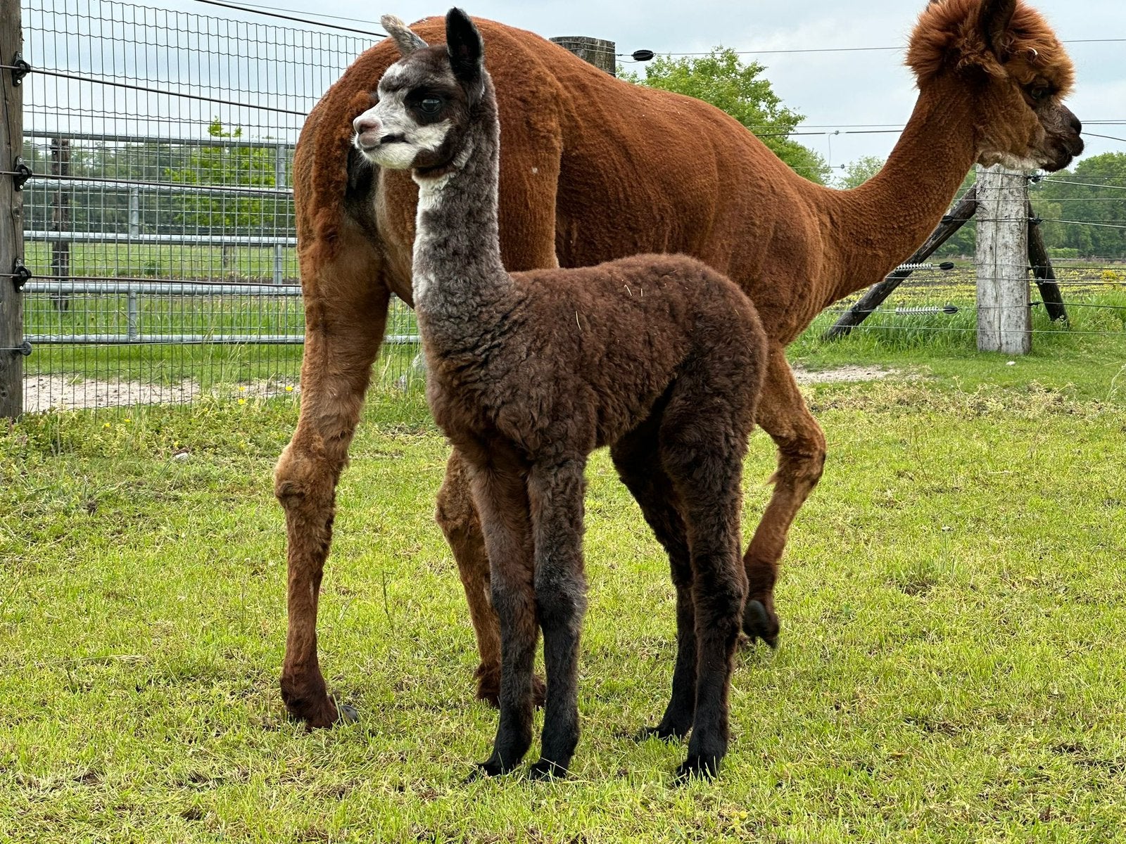 Alpaca merrie en hengst veulens aparte kleuren te reseveren, Dieren en Toebehoren, Overige Dieren, Juni, Meerdere dieren