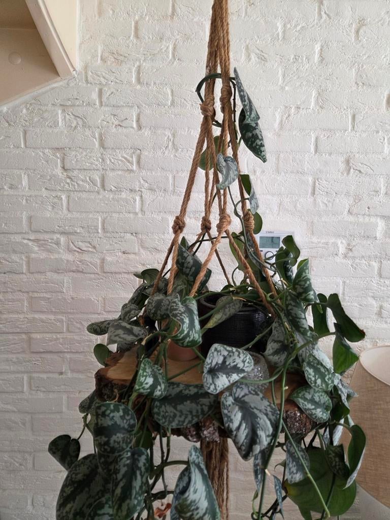Scindapsus hangplant met boomstam hanger, Huis en Inrichting, Kamerplanten, Overige soorten, Minder dan 100 cm, Groene kamerplant