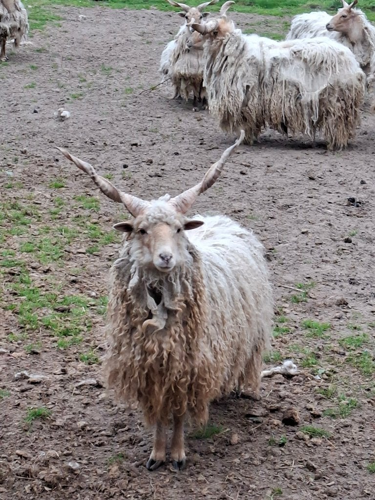 Hongaarse Racka Ram, Mannelijk, Schaap, 0 tot 2 jaar