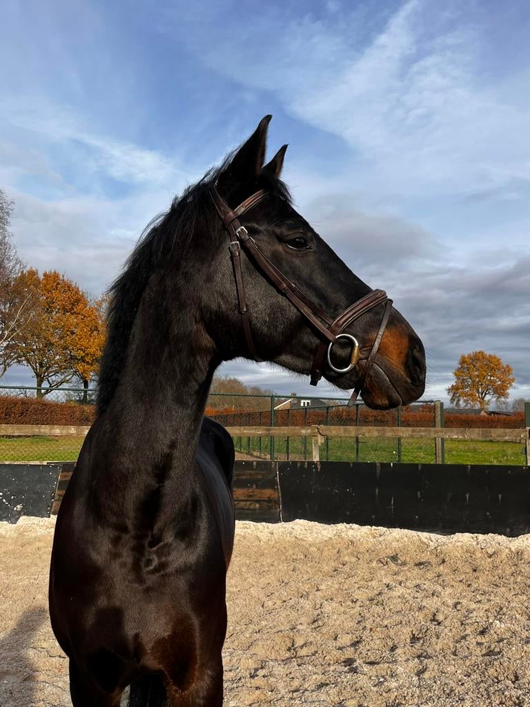 Project paard zoekt ruiter, B, Ruin, Dressuurpaard, 170 tot 175 cm