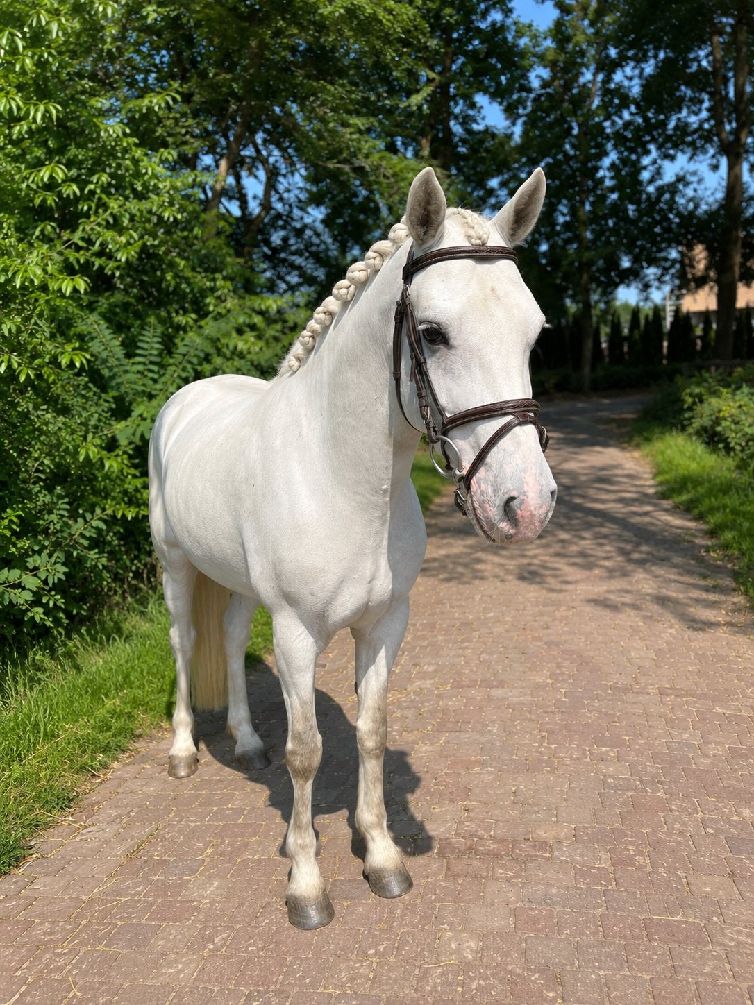 Allound connemara D pony, Dieren en Toebehoren, Pony's, Merrie, Met stamboom, 3 tot 6 jaar, L