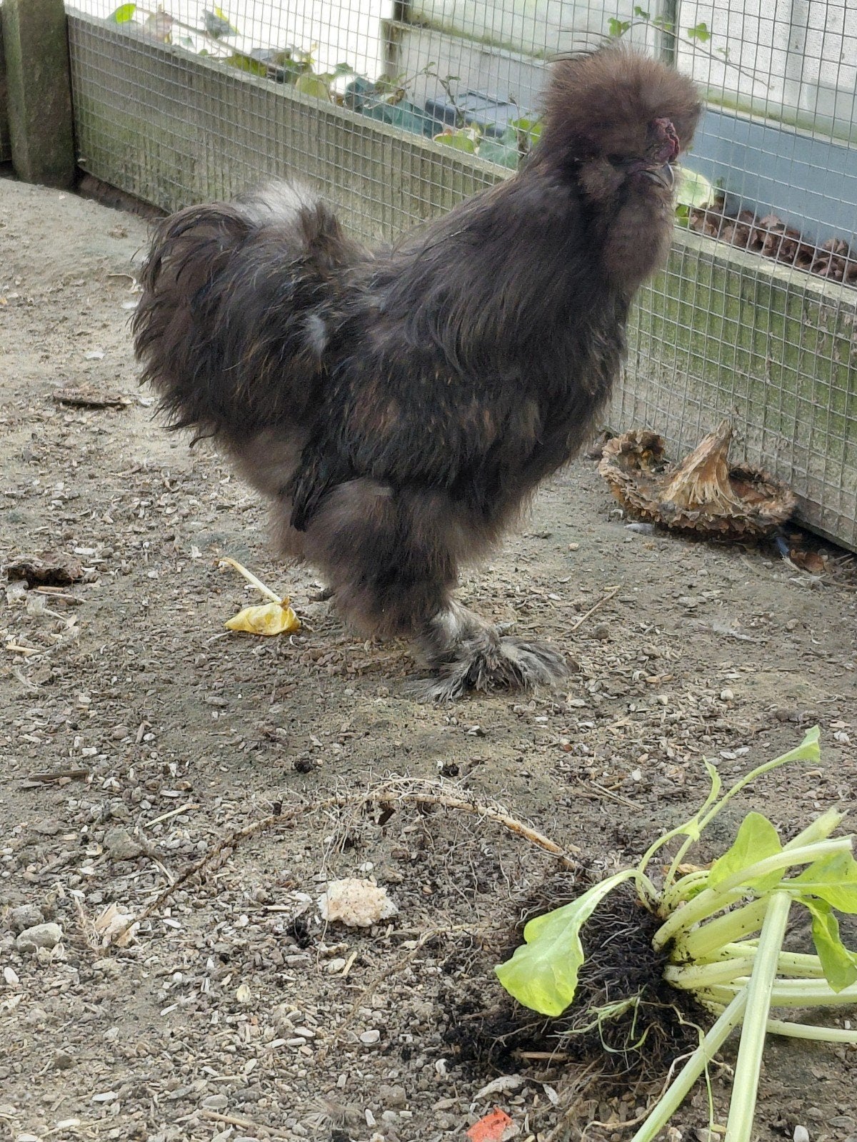 Chochin hen en Zijdehoen haan. 2026., Dieren en Toebehoren, Meerdere dieren, Kip