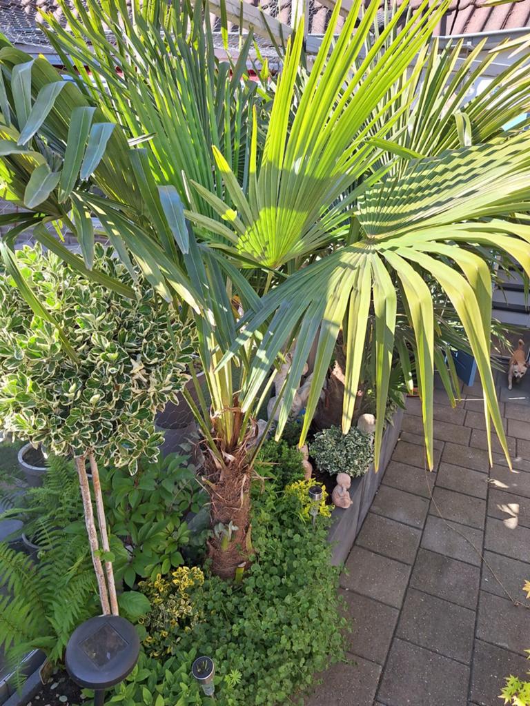 Trachycarpus Fortunei palmboom 60cm, Ophalen, Overige soorten, Halfschaduw