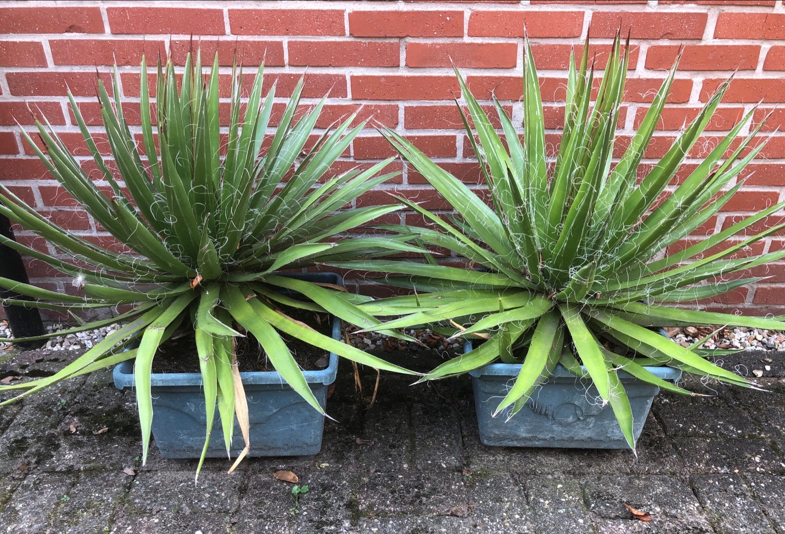 Agave filifera, Overige soorten, Volle zon, Vaste plant, Ophalen of Verzenden