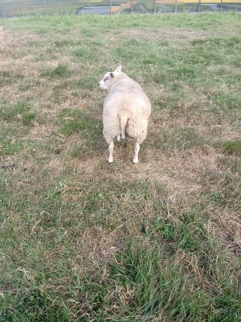 texelaar  dekrammen, Dieren en Toebehoren, Mannelijk, Schaap