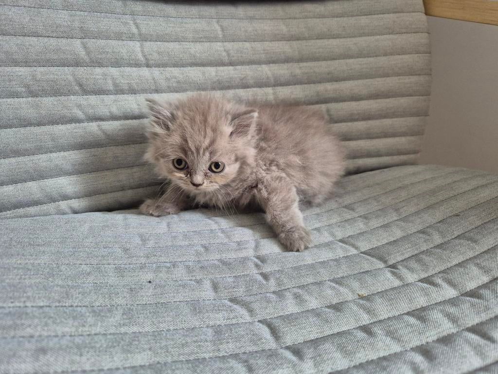 Britse korthaar kitten, Poes