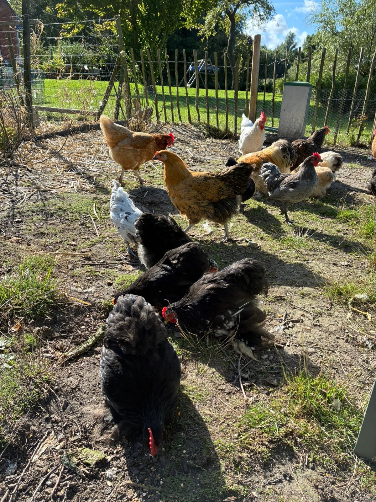Cochin kriel hen, Dieren en Toebehoren, Pluimvee, Vrouwelijk, Kip