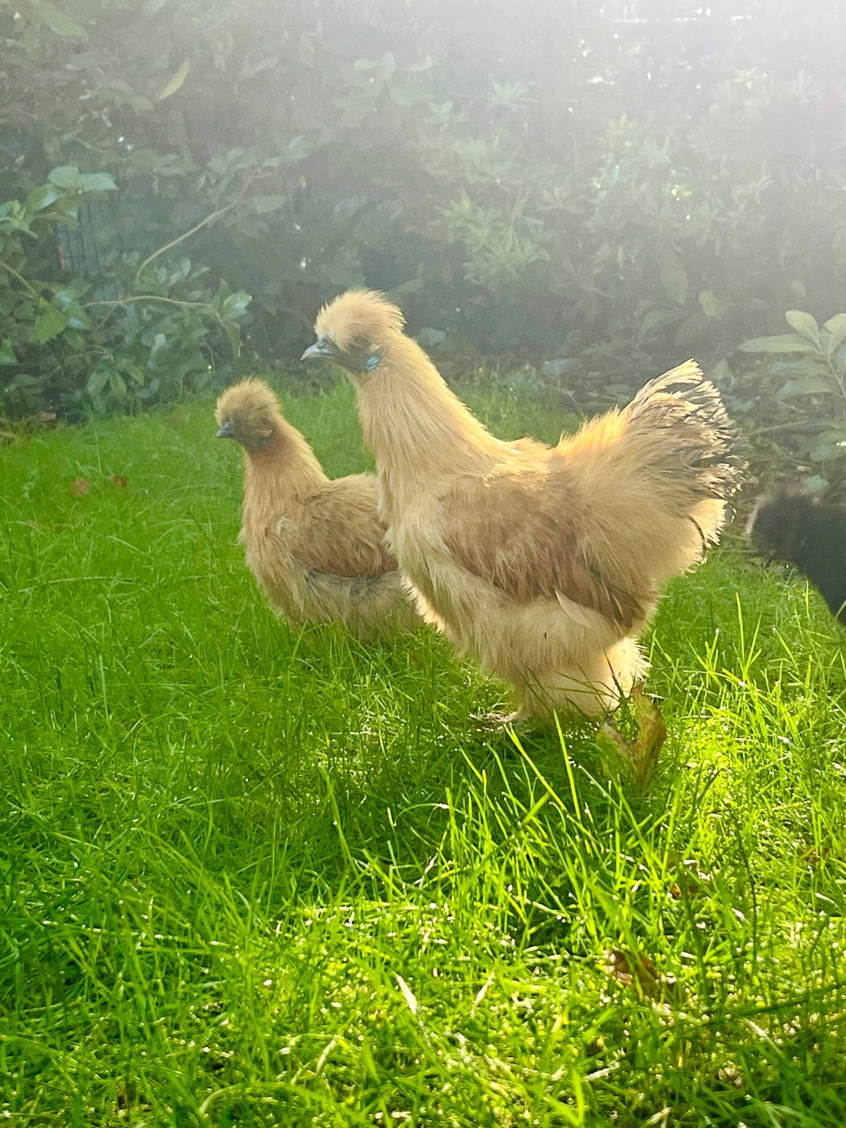 Gratis zijdehoen haan, Dieren en Toebehoren, Mannelijk, Kip