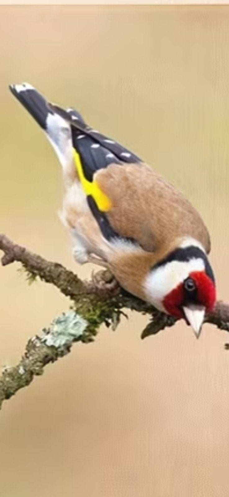 Canvas putter / distelvink, Dieren en Toebehoren, Vogels | Overige Vogels