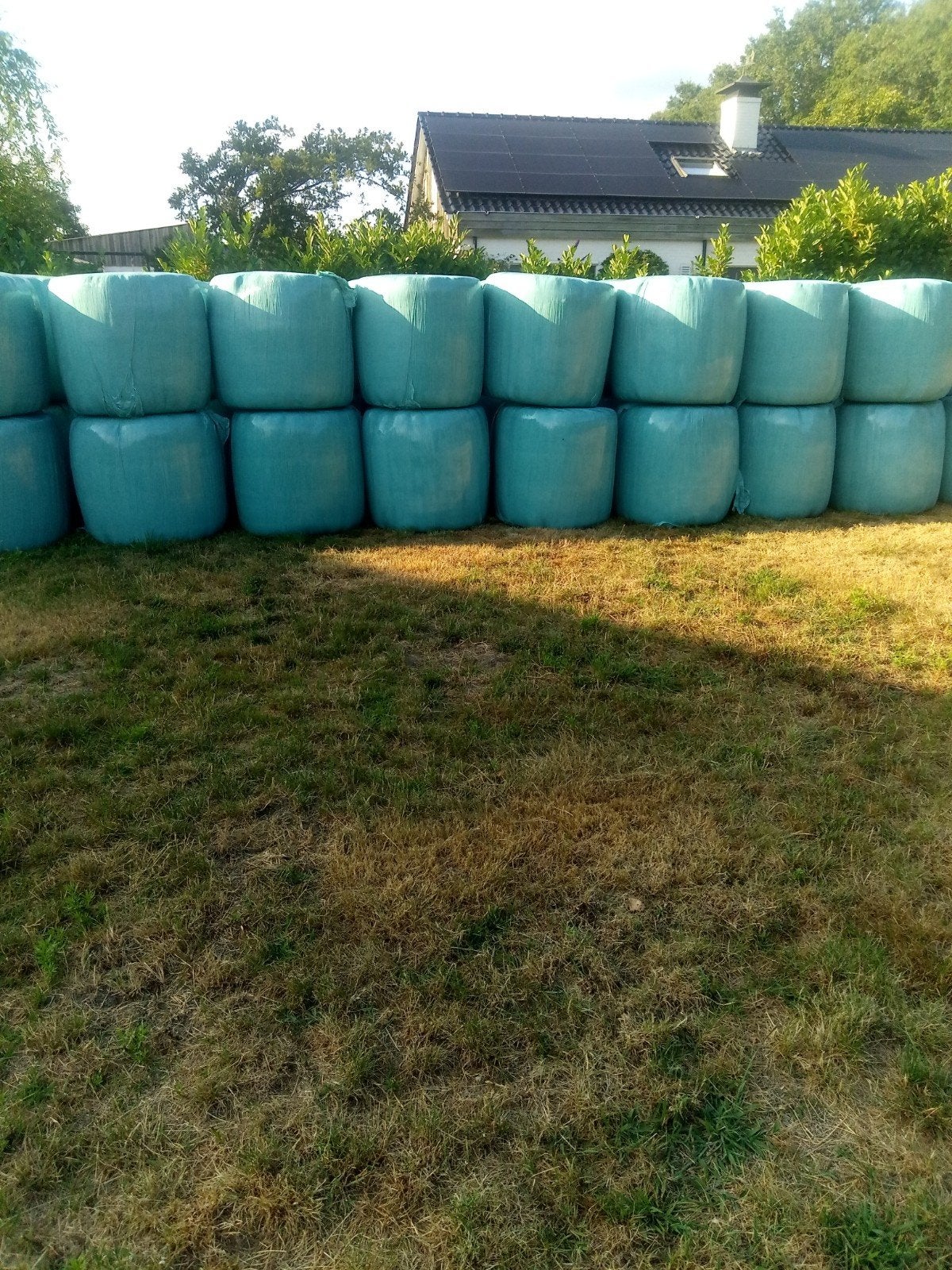 Te koop: Midi-balen, Dieren en Toebehoren, Ophalen, Vee