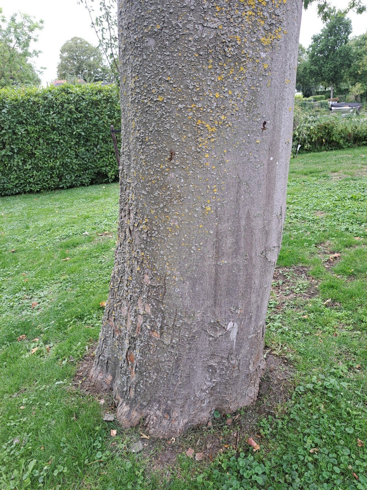 ca. 6 m3 kwalitatief openhaard hout, Esdoorn, 6 m³ of meer, Ophalen