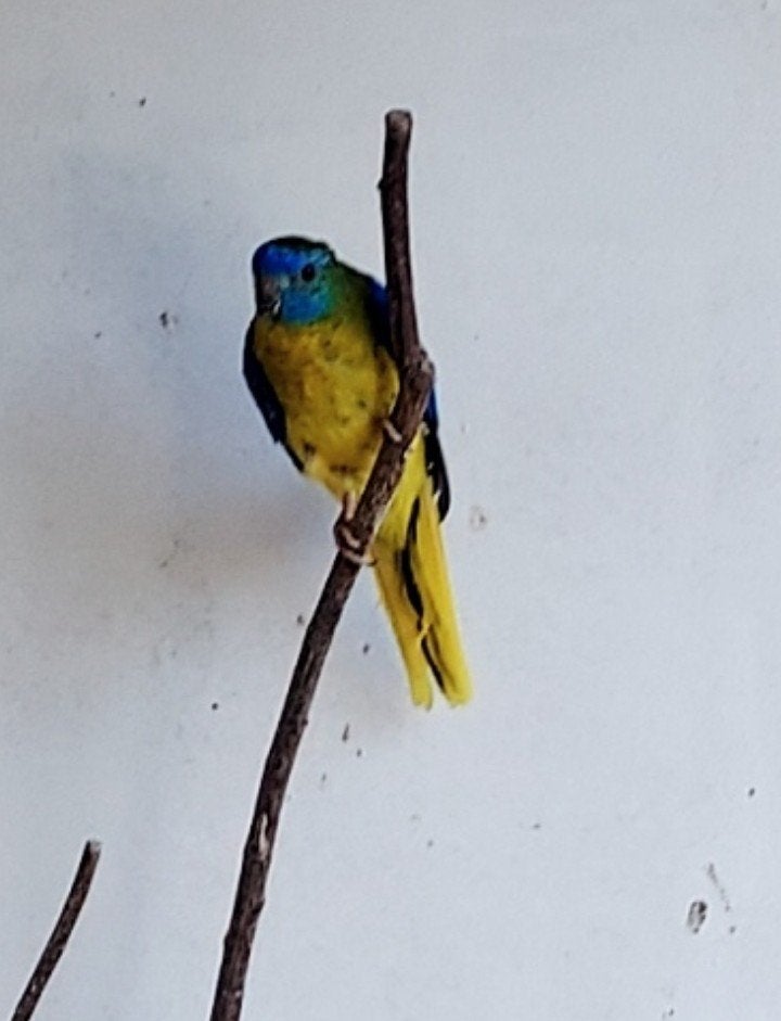 Te koop en gezocht, Dieren en Toebehoren, Vogels | Parkieten en Papegaaien, Meerdere dieren, Parkiet