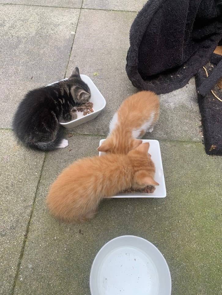 Europese korthaar kittens, Dieren en Toebehoren