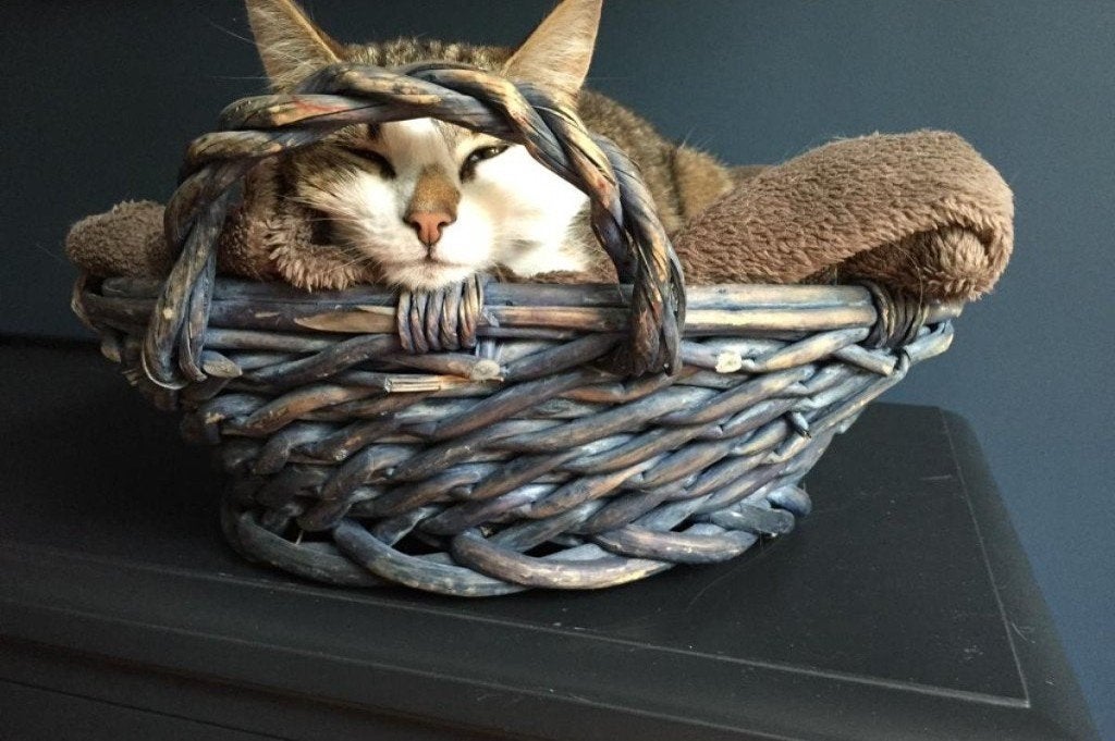 Baasje gezocht voor prachtige lieve poes, Poes, Gechipt, 6 jaar of ouder