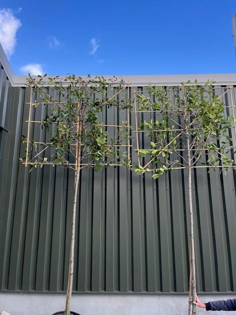 Lei Photinia fraseri 'Red Robin' (Glansmispel), Leiboom, Lente, Ophalen, Volle zon