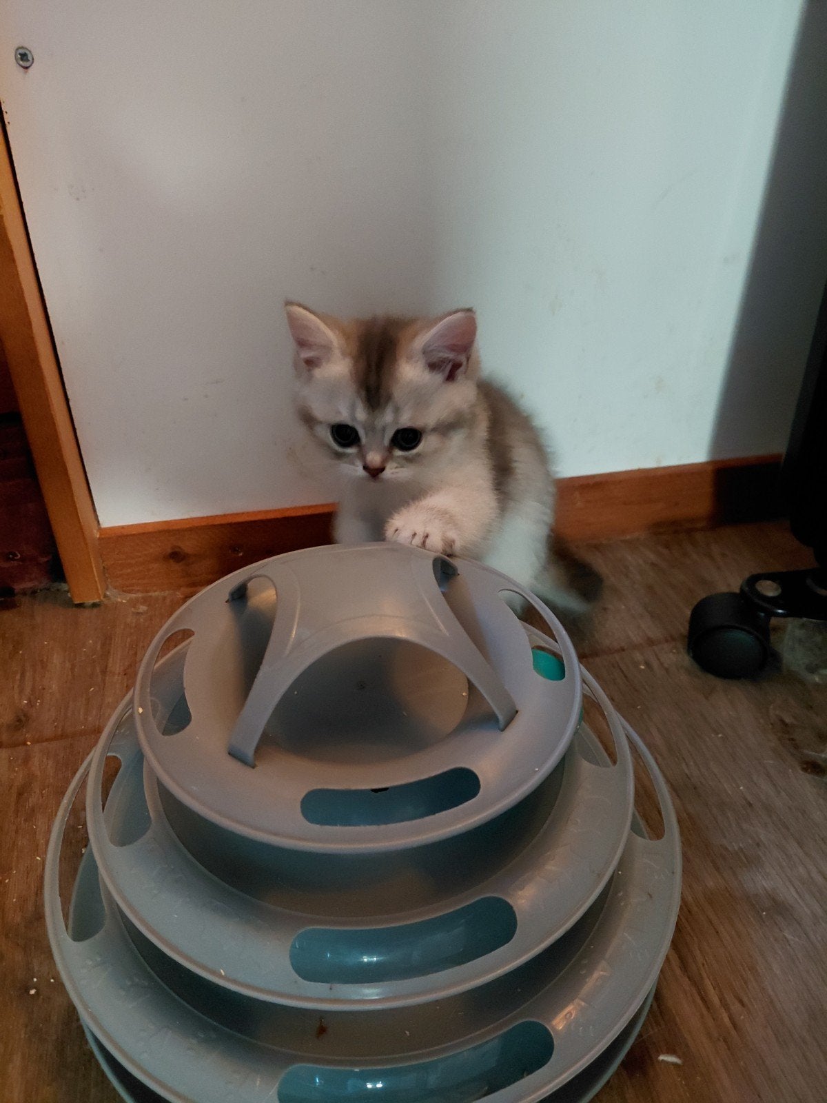 Foto 4 van britse korthaar kittens nog 1poesje beschikbaar