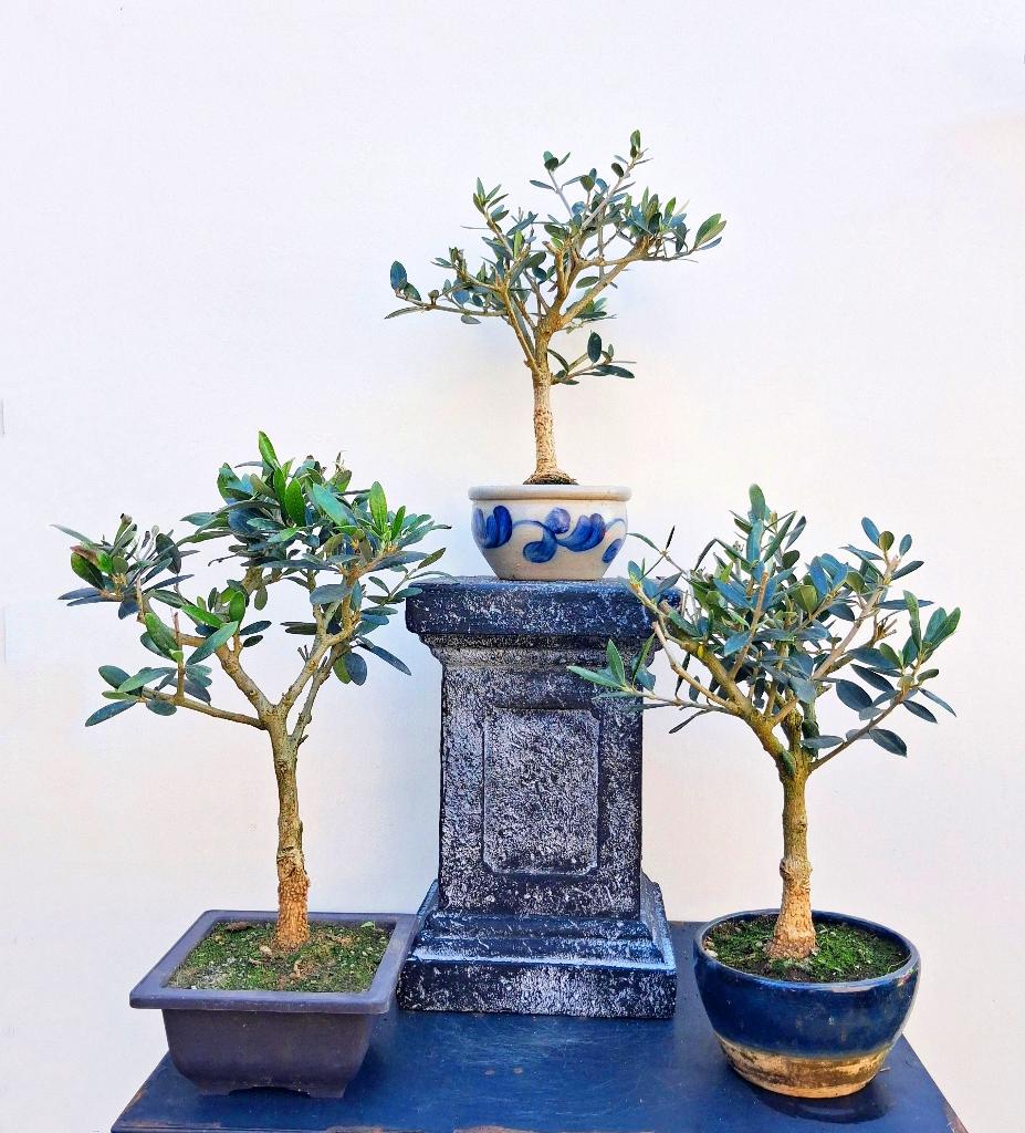 2 Bonsai Olijfboompjes- Olea Europea, In pot, Halfschaduw, Minder dan 100 cm, Zomer