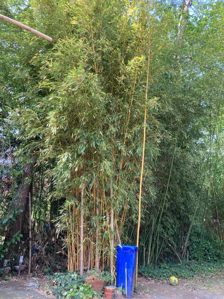 Gouden Bamboe te koop, Tuin en Terras, Planten | Bomen, Overige soorten, 400 cm of meer, Volle zon, Bloeit niet, Ophalen