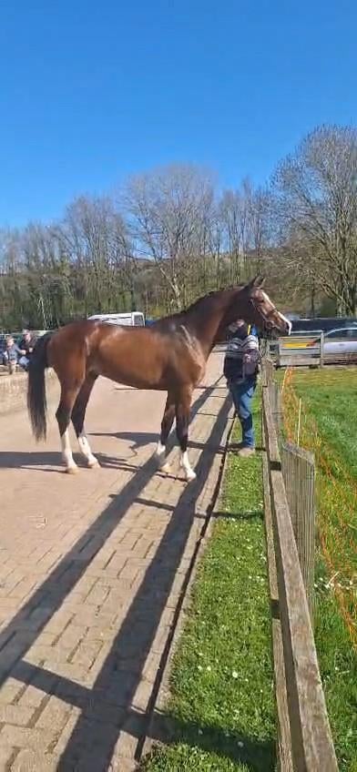 Te koop 3-jarige hengst mét deklicentie – Hermes x Apac, Met stamboom, Dressuurpaard, Hengst, 3 tot 6 jaar