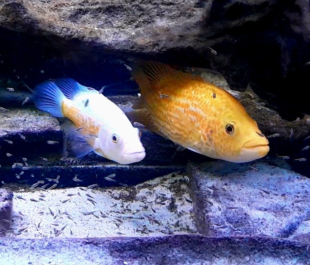 Cichliden zeldzaam, Dieren en Toebehoren, Vis
