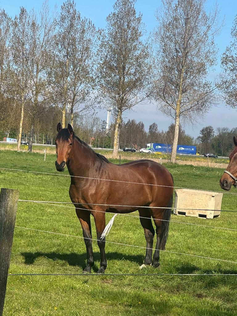 3 jarige dressuurmerrie, Dieren en Toebehoren, Paarden, Merrie, Met stamboom, Dressuurpaard, 3 tot 6 jaar
