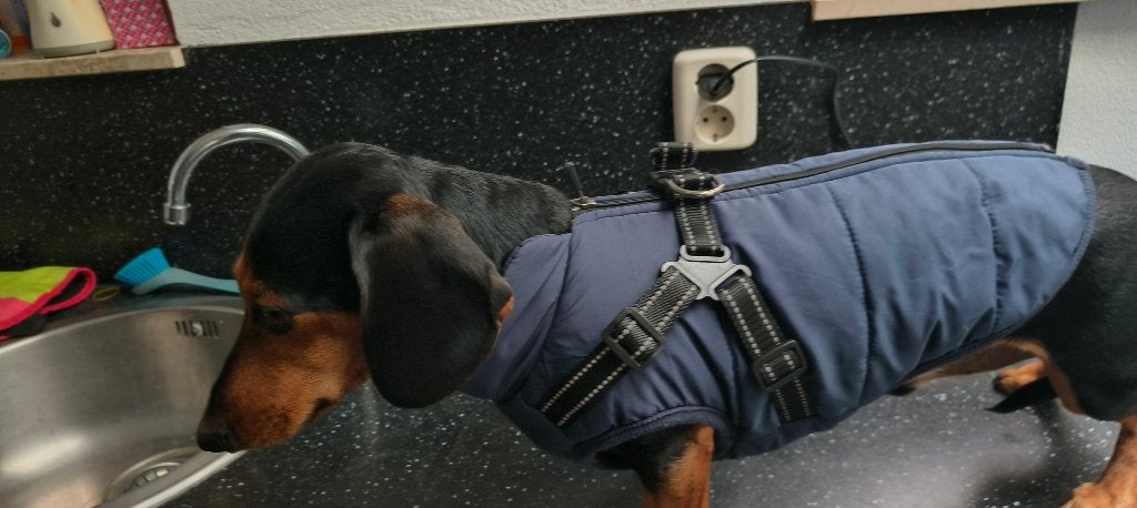 hondenjasje, Dieren en Toebehoren, Ophalen, Gebruikt, S, Hondenjas