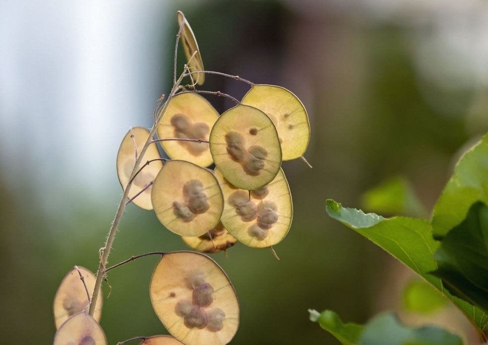 Judaspenning zaden – Lunaria annua, Ophalen of Verzenden, Gehele jaar, Halfschaduw, Zaad