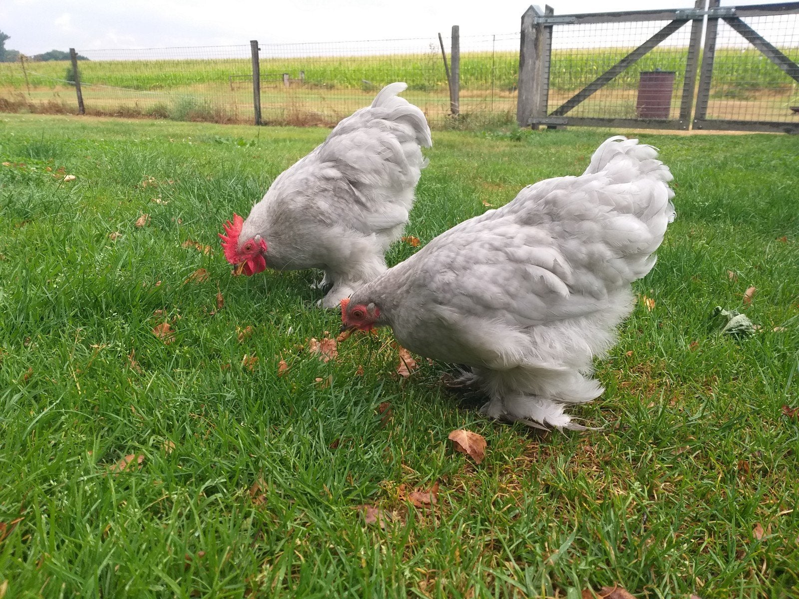stel  Cochin kippen parelgrijs, Dieren en Toebehoren, Pluimvee, Meerdere dieren, Kip