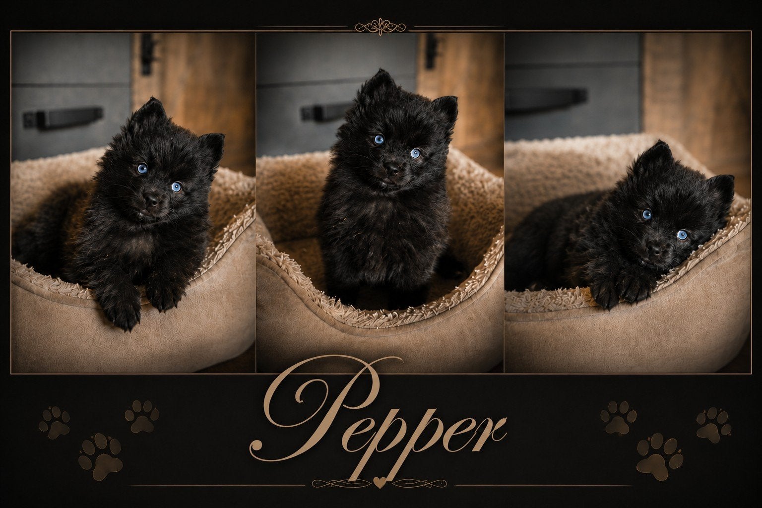 Unieke Pomsky pups, 8 tot 15 weken, Meerdere, Meerdere dieren, Nederland