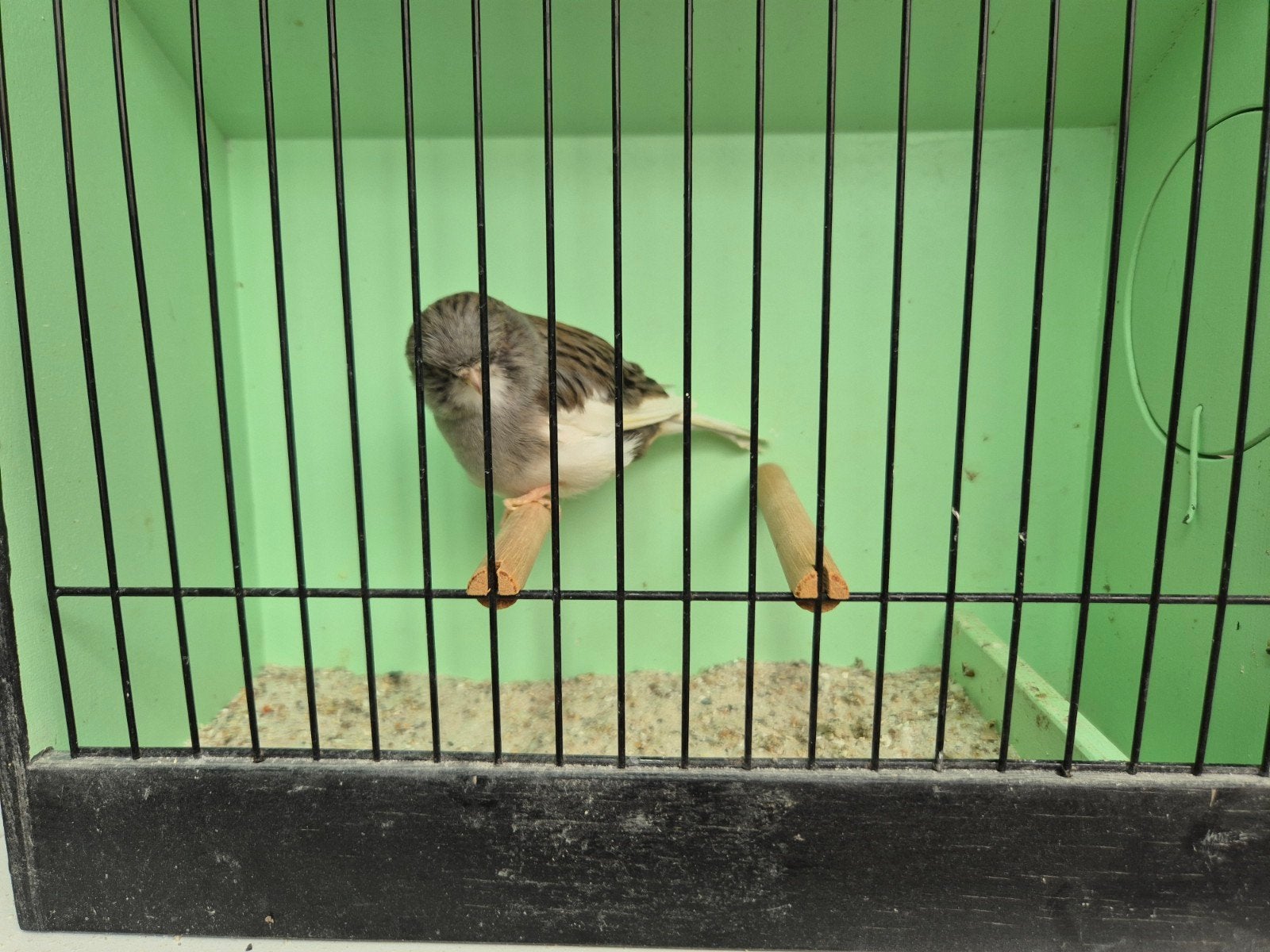 gloster kanarie, Dieren en Toebehoren, Vogels | Kanaries, Mannelijk, Kleurkanarie