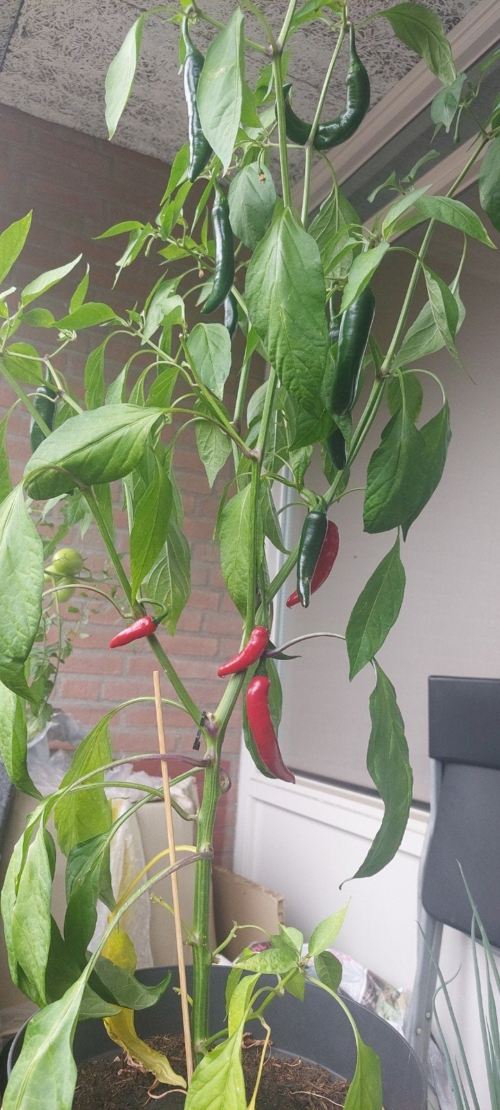 Grote peper plant met rode en groene pepers, Ophalen, Overige soorten, Volle zon