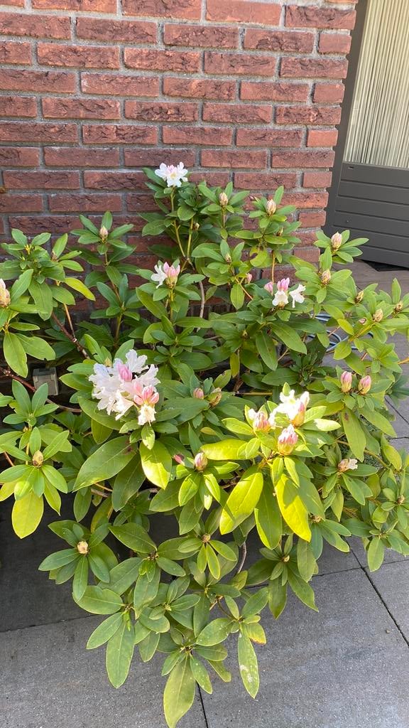 Grote rododendron met witte bloemen, Vaste plant, Halfschaduw, Lente, Ophalen