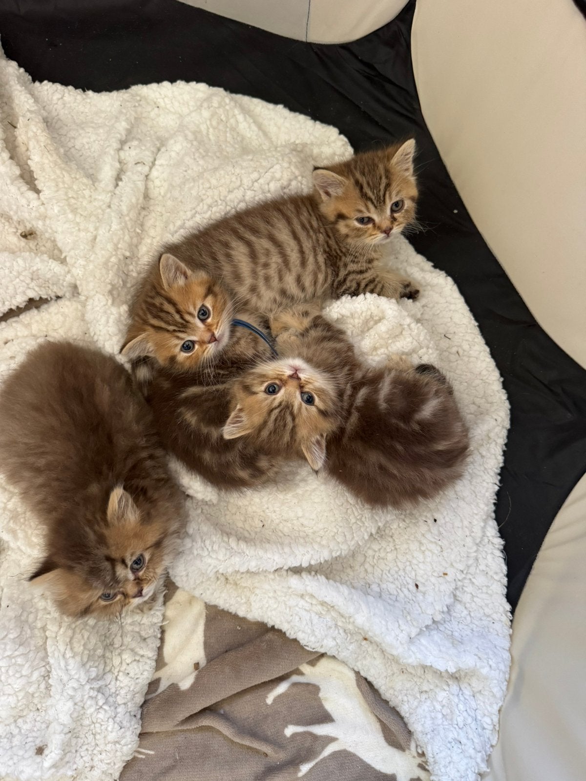 British Shorthair Kittens Tabby, Dieren en Toebehoren, Meerdere dieren, 0 tot 2 jaar