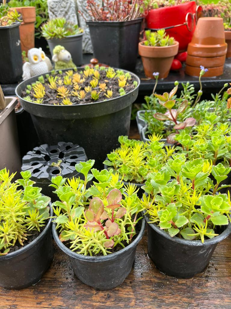 Sedum plantjes, Ophalen, Volle zon