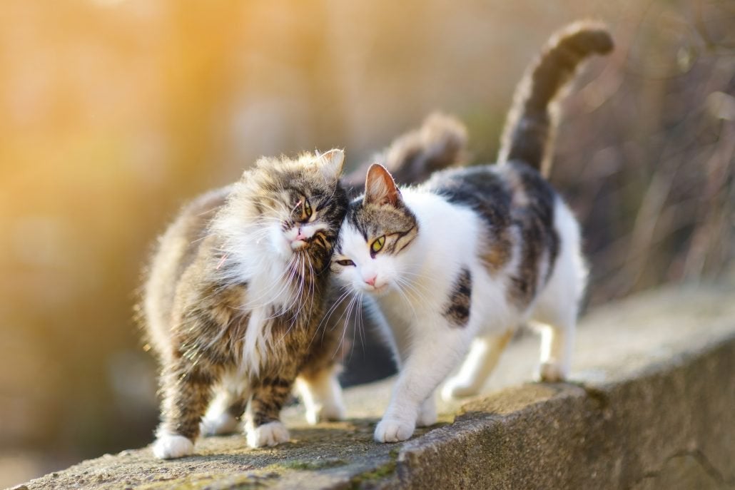 Kattenoppas aangeboden, Ophalen, Nieuw
